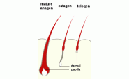 Facial hair removal for women - what are your options?